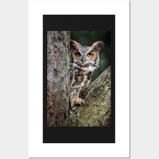 Great Horned Owl Peering Out Posters and Art